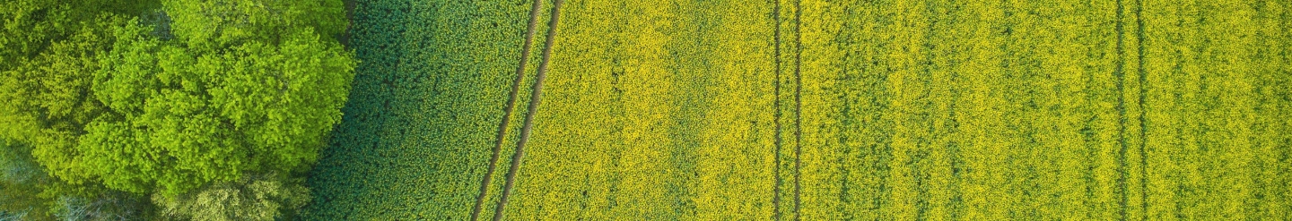 grass