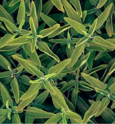 leaves